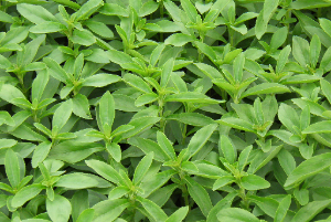 Стевия услада